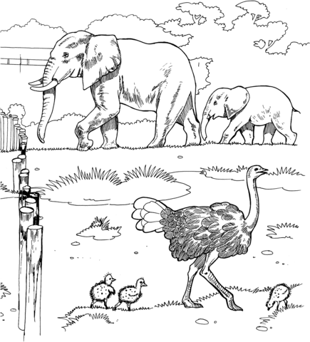 Ostriches And Elephants In A Zoo Coloring Page